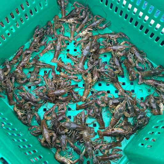 20 lbs Raw Frozen Feed Crayfish | Wild Caught | XS-Small-Medium 20-40 count per lb