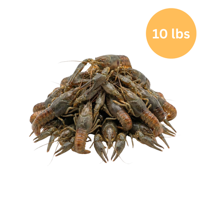 10 lbs Live Crayfish | Wild Caught | Clean & Sorted LARGE/XL | Ready to be cooked!