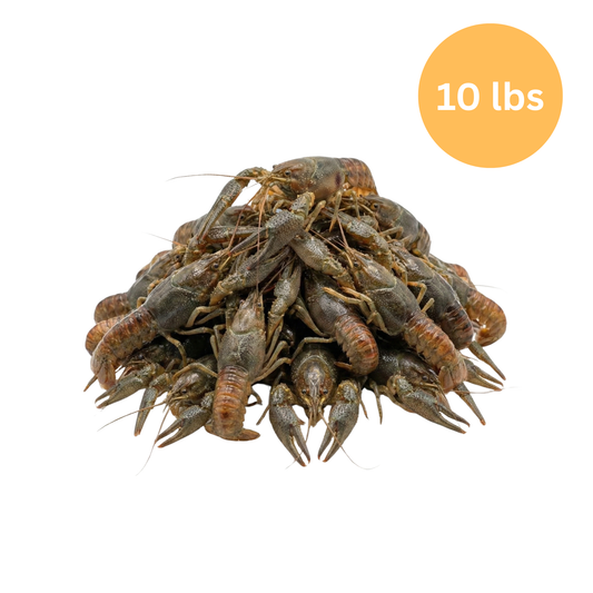 10 lbs Live Crayfish | Wild Caught | Clean & Sorted LARGE/XL | Ready to be cooked!