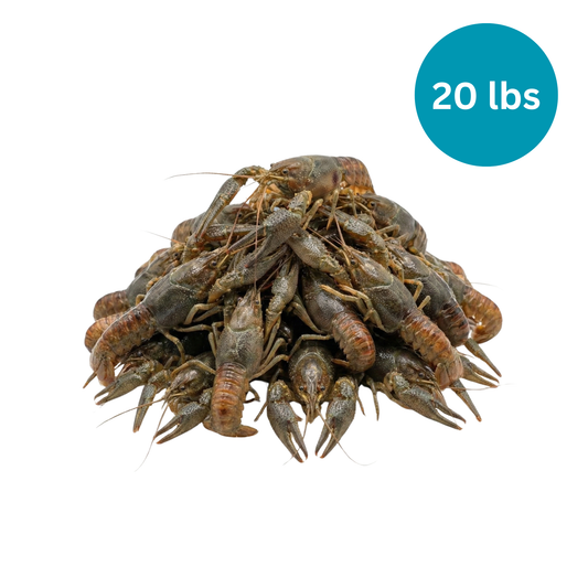 20 lbs Raw Frozen Feed Crayfish | Wild Caught | XS-Small-Medium 20-40 count per lb