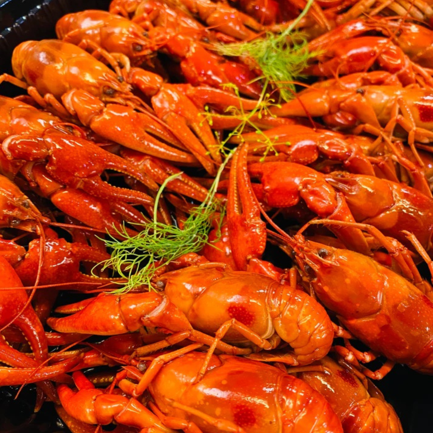 10 lbs | Wild Caught | Fully Cooked Swedish Style Dill Flavored Crayfish | Frozen