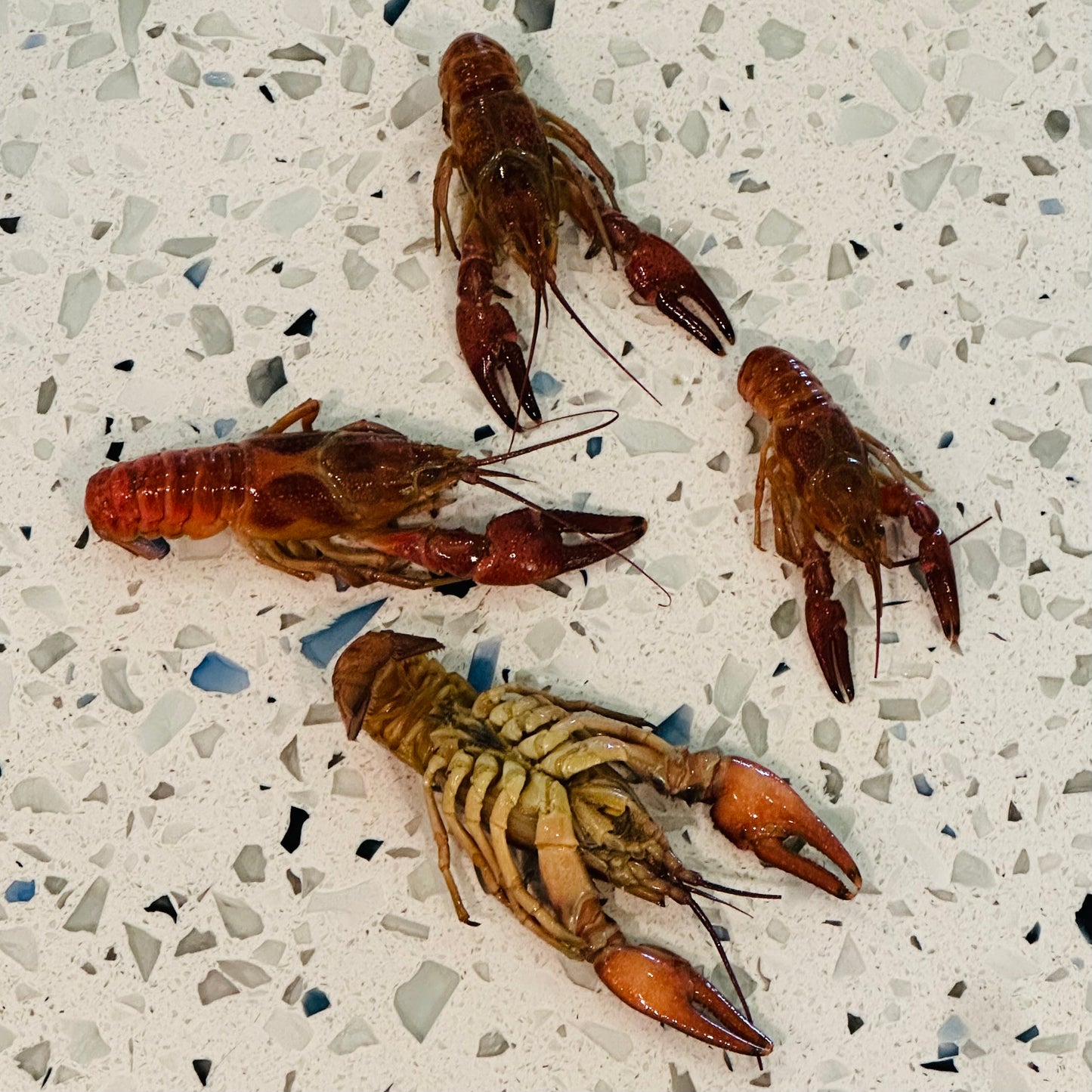 Preserved Crayfish Fishing Bait | Whole Crawfish | Scented and Brined