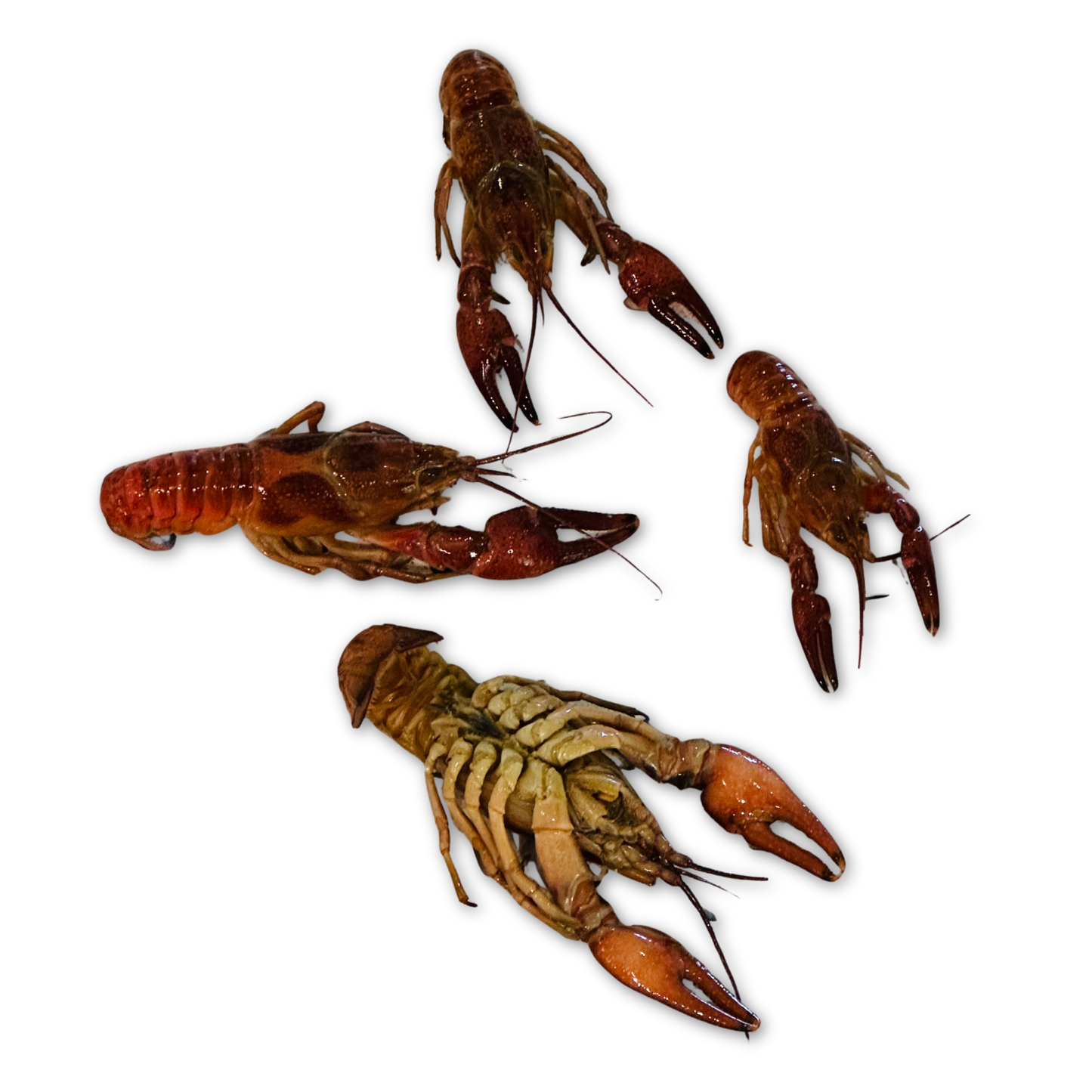 Preserved Crayfish Fishing Bait | Whole Crawfish | Scented and Brined